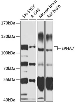 EPHA7 Polyclonal Antibody - image 1