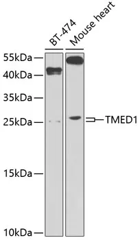 TMED1 Polyclonal Antibody - image 1