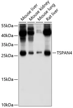 TSPAN4/NAG-2 Polyclonal Antibody - image 1