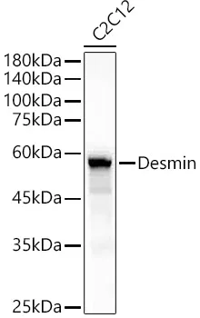 Desmin Polyclonal Antibody - image 1