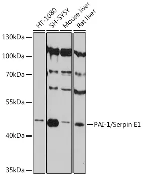 PAI-1/Serpin E1 Polyclonal Antibody - image 1