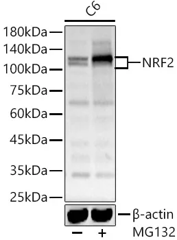NRF2 Polyclonal Antibody - image 1
