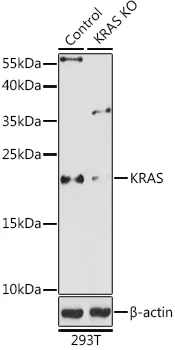 (KO Validated) KRAS Polyclonal Antibody - image 1