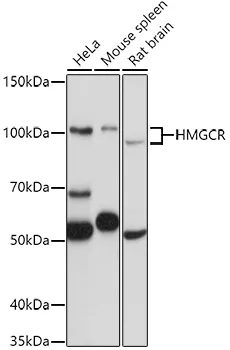 HMGCR Polyclonal Antibody - image 1