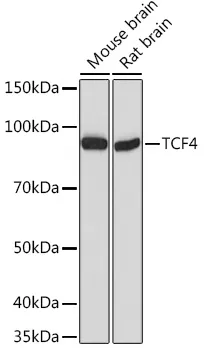 TCF4 Polyclonal Antibody - image 1