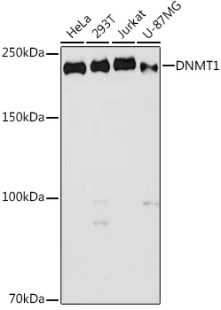 DNMT1 Polyclonal Antibody - image 1