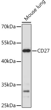 CD27 Polyclonal Antibody - image 1