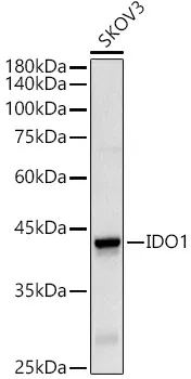 IDO1 Polyclonal Antibody - image 1