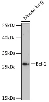 Bcl-2 Polyclonal Antibody - image 1