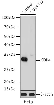 (KO Validated) CDK4 Polyclonal Antibody - image 1