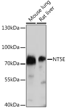 CD73/NT5E Polyclonal Antibody - image 1