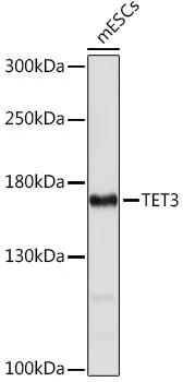 TET3 Polyclonal Antibody - image 1