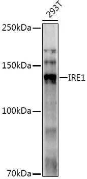 IRE1 Polyclonal Antibody - image 1