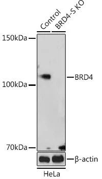 (KO Validated) BRD4 Polyclonal Antibody - image 1