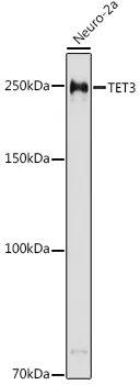 TET3 Polyclonal Antibody - image 1