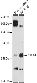 CD152/CTLA-4 Polyclonal Antibody - image 1