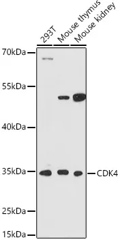 (KO Validated) CDK4 Polyclonal Antibody - image 1