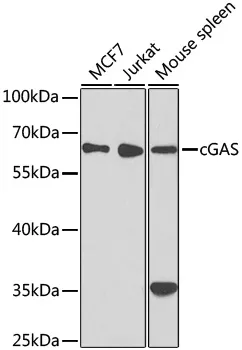 cGAS Polyclonal Antibody - image 1