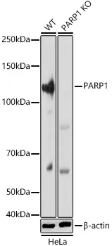 (KO Validated) PARP1 Polyclonal Antibody - image 1