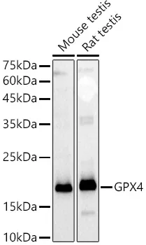 (KD Validated) GPX4 Polyclonal Antibody - image 1