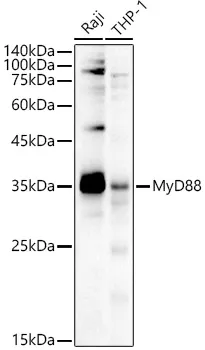 MyD88 Polyclonal Antibody - image 1