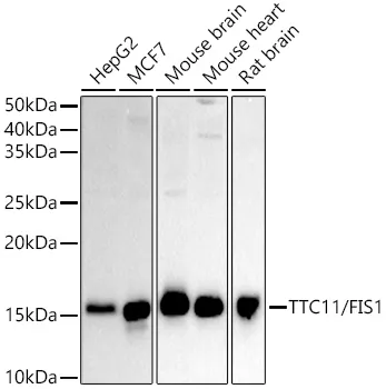 (KO Validated) TTC11/FIS1 Polyclonal Antibody - image 1