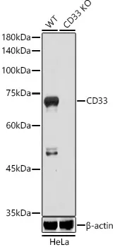 (KO Validated) CD33 Polyclonal Antibody - image 1