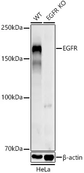 (KO Validated) EGFR Polyclonal Antibody - image 1