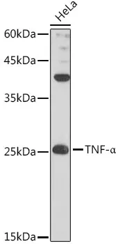 TNF-α Polyclonal Antibody - image 1