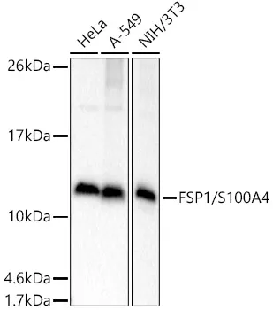 FSP1/S100A4 Polyclonal Antibody - image 1