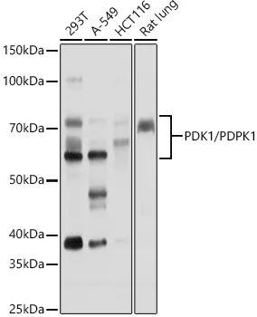 PDK1/PDPK1 Polyclonal Antibody - image 1