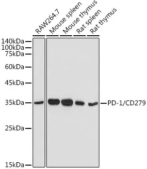 (KO Validated) PD-1/CD279 Polyclonal Antibody - image 1