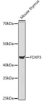 FOXP3 Polyclonal Antibody - image 1