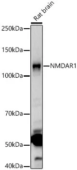 NMDAR1 Polyclonal Antibody - image 1
