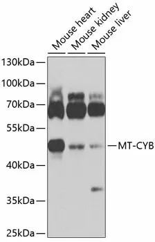 MT-CYB Polyclonal Antibody - image 1