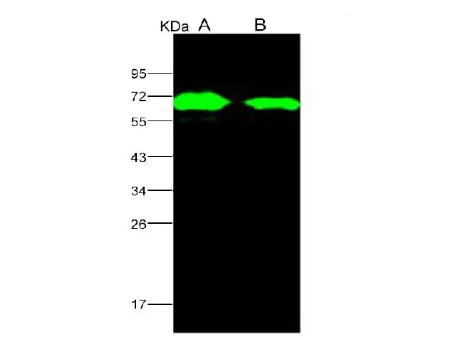 Anti-AcmNPV Envelope glycoprotein gp64/AcmNPV-gp64 Polyclonal Antibody - image 1