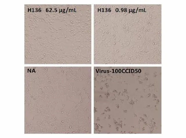 Anti-Enterovirus 71 VP1 Neutralizing Antibody - image 1