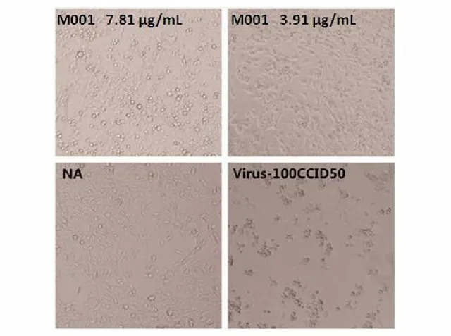 Anti-Enterovirus 71 VP4 Neutralizing Antibody - image 1
