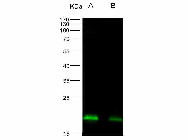 Anti-Ebola virus EBOV (Sudan ebolavirus, strain Gulu) Nucleoprotein/NP Monoclonal Antibody - image 1