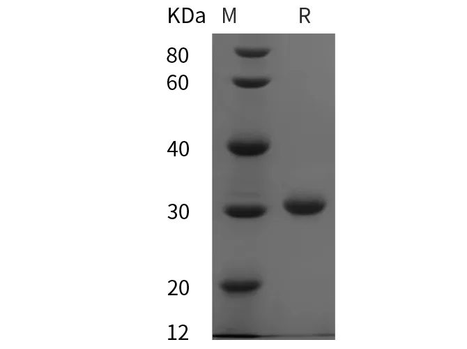 Recombinant Mouse COL4 protein (His tag) - image 1