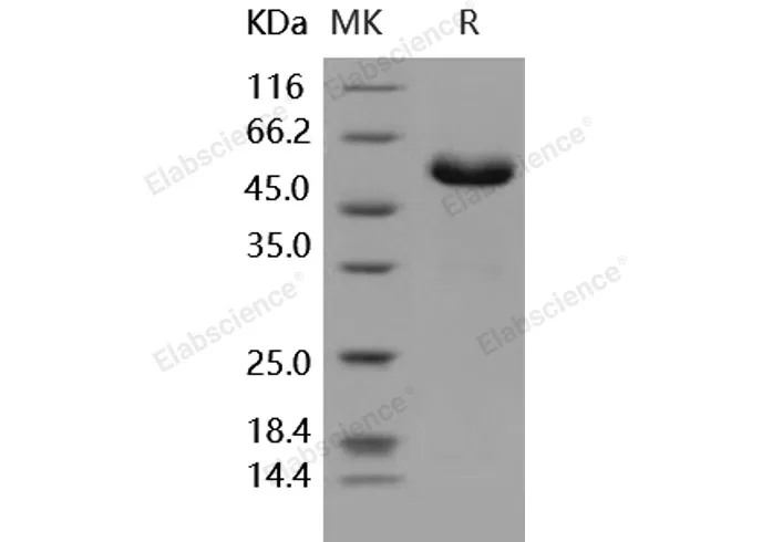 Recombinant Human CD32a/FCGR2A Protein (167 Arg, Fc Tag) - image 1