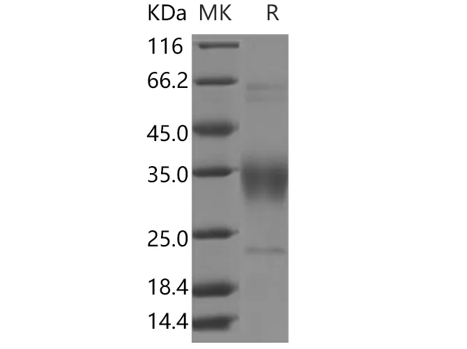 Recombinant Human CD47 Protein - image 1