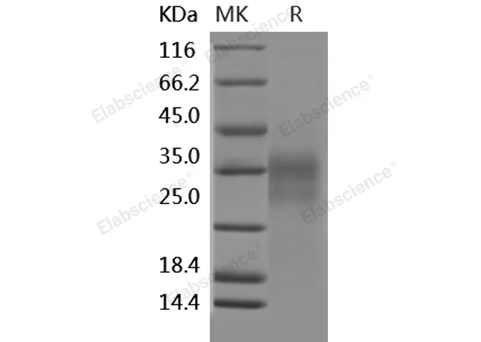 Recombinant Human CD153/CD30L/TNFSF8 Protein - image 1