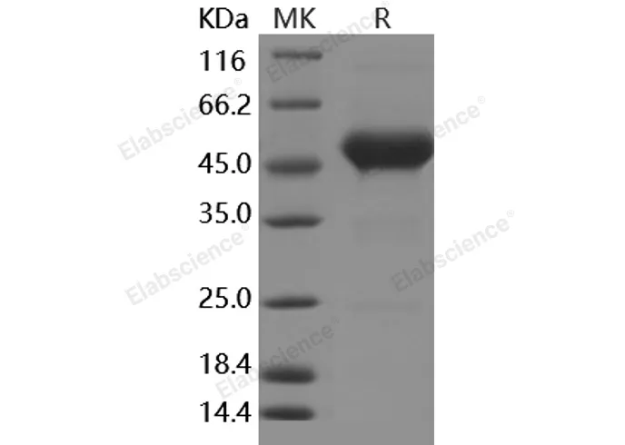Recombinant Human CD90/THY-1 Protein (Fc Tag) - image 1