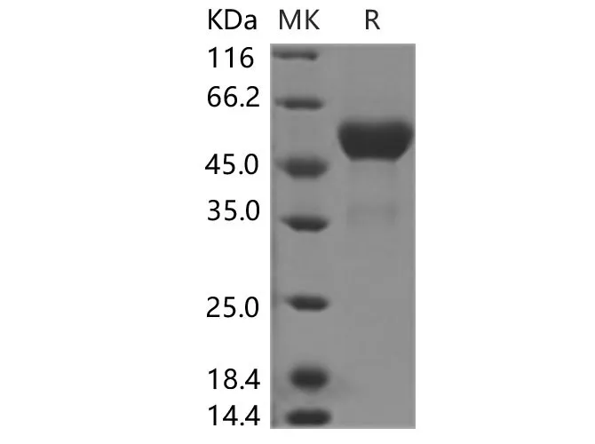Recombinant Human TL1A Protein (Fc Tag) - image 1