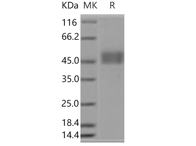 Recombinant Human CD3D & CD3E Heterodimer Protein - image 1
