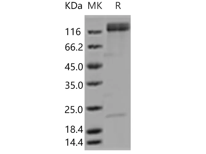 Recombinant Human ITGA5 & ITGB1 Heterodimer Protein - image 1