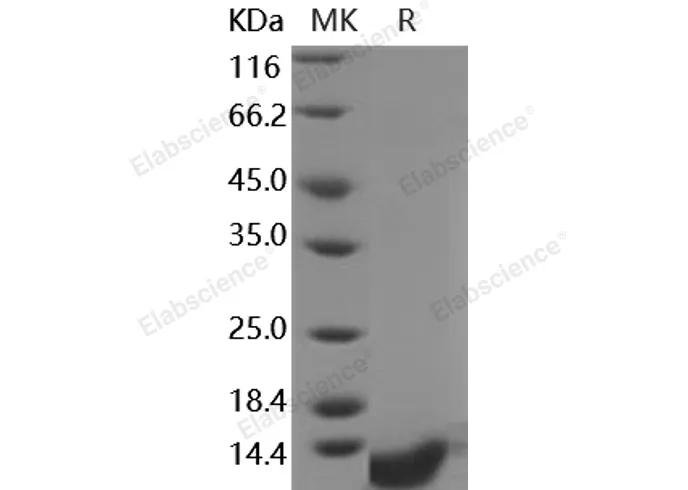 Recombinant Human COL6A3/Collagen-VI Protein - image 1