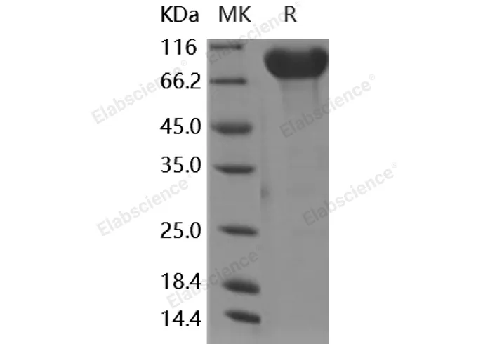 Recombinant Human CADM4/IGSF4C/NECL-4 Protein (Fc Tag) - image 1