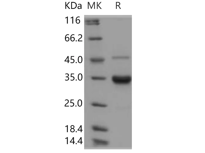 Recombinant Human IgG2-Fc Protein (257 Ser/Ala) - image 1